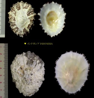 オオツタノハ Patella optima small