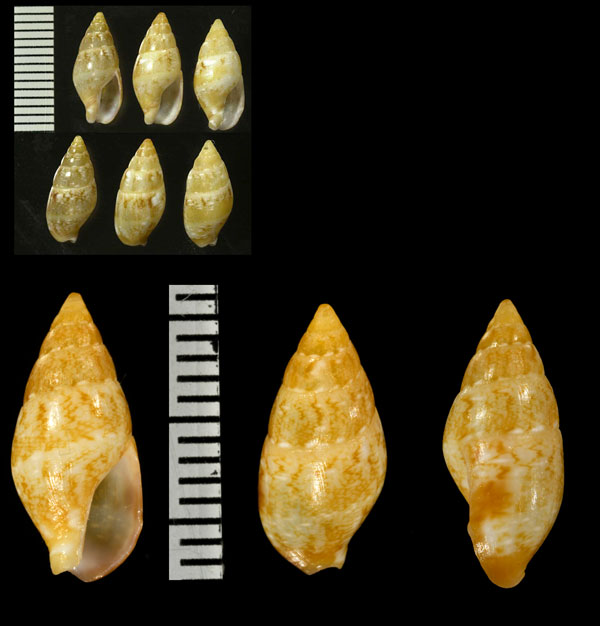 ミダレムギガイ Mitrella floccata small