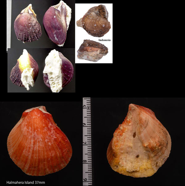 チイロメンガイ Spondylus sanguineus small