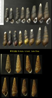 タテヒダカワニナ Semisulcospira decipiens small