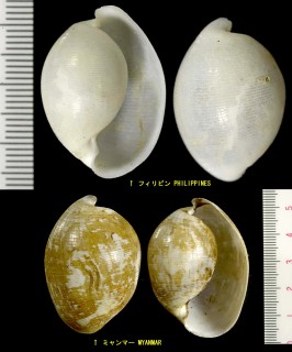 タマゴガイ Atys naucum small