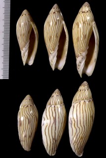ニンギョウボラ Amoria turneri small