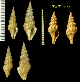 モミジボラの仲間02 Inquisitor latisinuata small