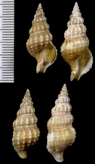 アラヒメニシ Nassaria aspera small