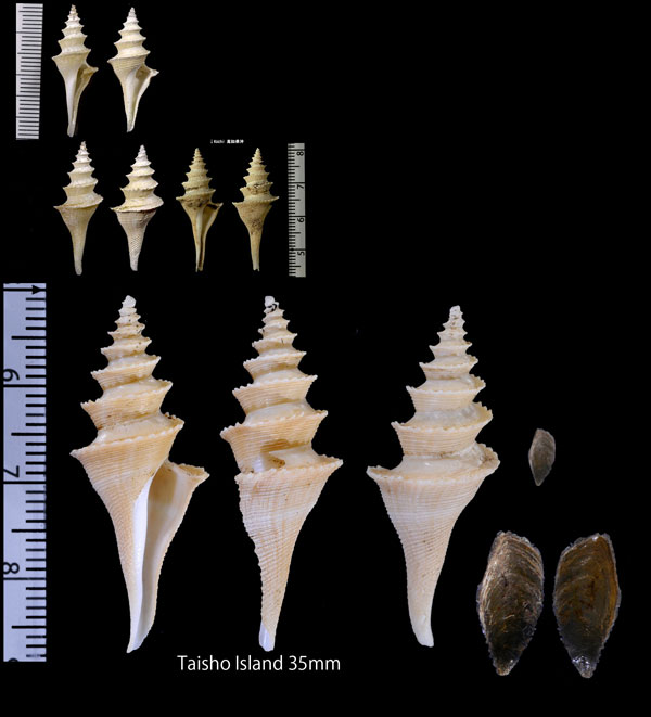 テンジククダマキ Cochlespira pulchella pulcherrissima small