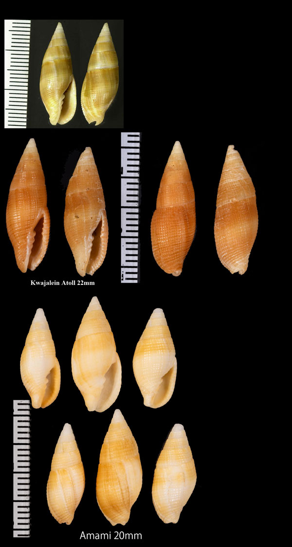 キイロフデ Strigatella pellisserpentis small