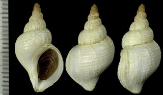 バレンツ海のエゾバイ類 未詳 Buccinum sp. small