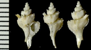 パイプヨウラクの仲間 未詳 Typhis sp. small