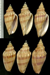 ソデボラモドキ Festilyria quekettii small
