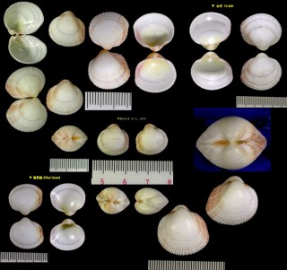 アサヒザル 朝日笊 Frigidocardium torresi small