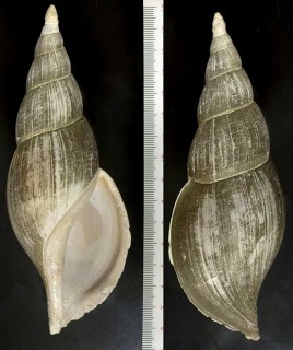 タケノコボラ Neptuneopsis gilchristi small