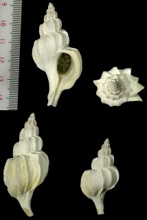 テントウキツノオリイレ 天頭鬼角折入 Boreotrophon paucicostata small