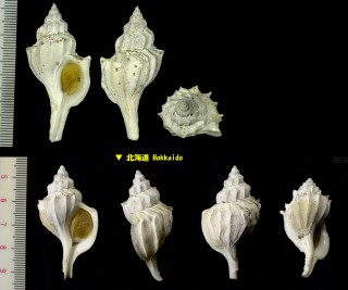 オホーツクツノオリイレ Boreotrophon okhotensis small