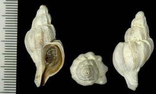 エゾツノオリイレ 蝦夷角折入 Boreotrophon elegantula small