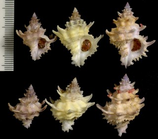 マドモチカセン ? Babelomurex diadema small