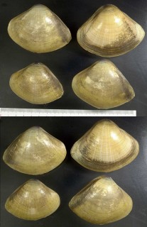 リュウキュウアリソガイ Mactra mera small