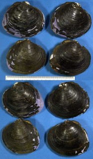 ウチムラサキシジミ Batissa violacea small