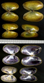 オチバガイ 落葉貝 Psammotaea virescens small