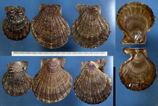 ヒイラギナデシコ Scaeochlamys livida small