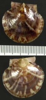 シロフイロドリハリナデシコ Pecten exoticus small