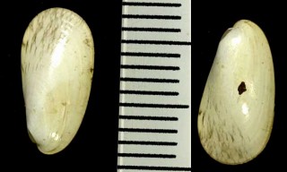マボロシガイ Amygdalum peasei small