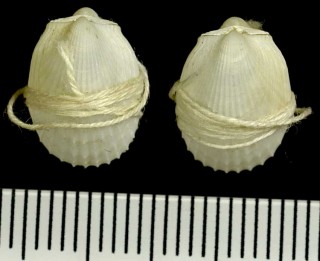 ニッポンユキバネ Limatula japonica small