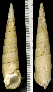 ユウビタケノコカニモリ Pseudovertagus nobilis small