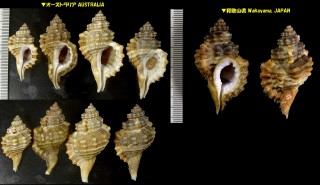 ククリボラ Cymatium exaratum exaratum small