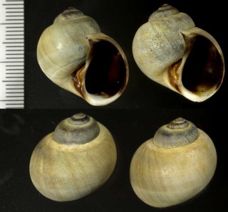 アダムスタマガイ (アダムズタマガイ) Cryptonatica adamsiana small