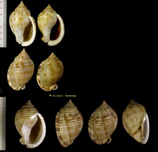 ヨーロッパウラシマ Semicassis undulata small