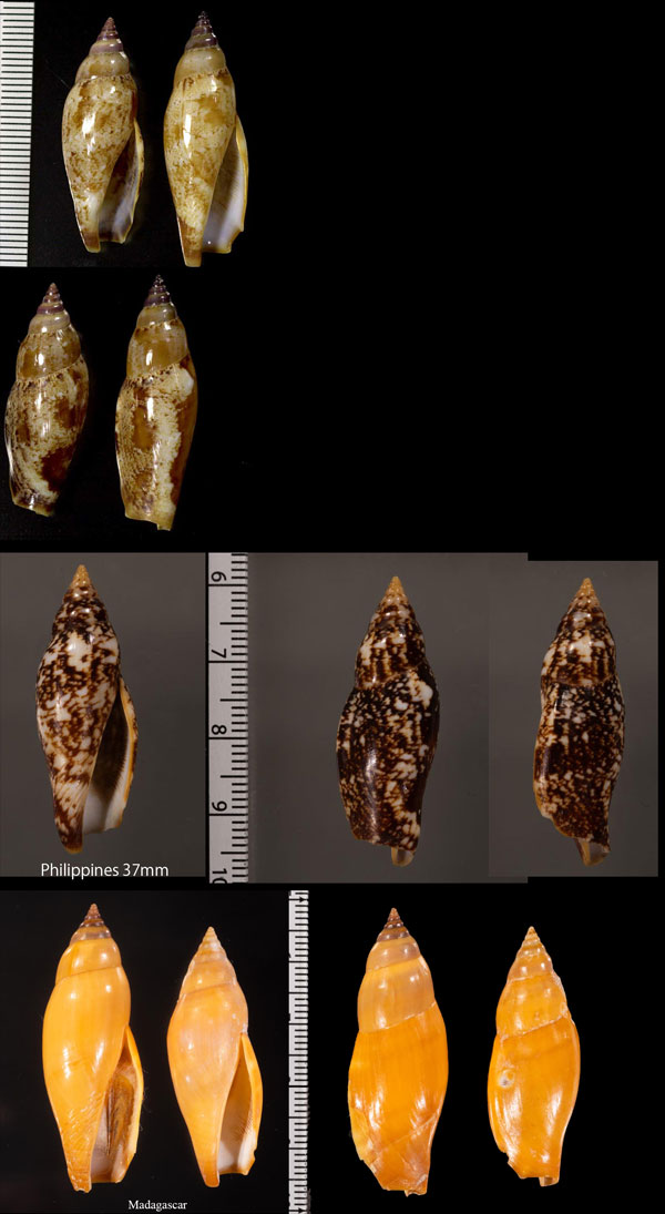 トンボソデ Terestrombus terebellatus terebellatus small