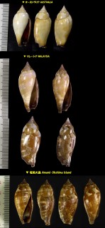 マクラソデ Strombus fragilis small