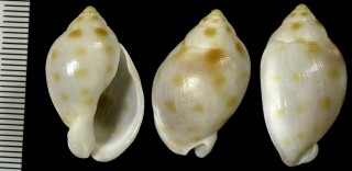 ベルコウラシマ (ヴェルコウラシマ) Semicassis sinuosum small