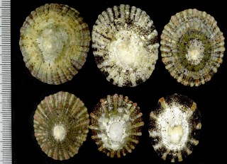 ヒマワリガサ Cellana solida small