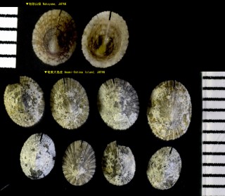 コモンスソキレ Emarginula punctata small