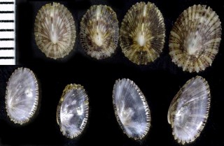ススイロスソキレ Emarginula variegata small