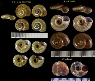 ヒロベソヒカリシタダミ (ヒロベソキサゴモドキ) Microgaza zacaroides small