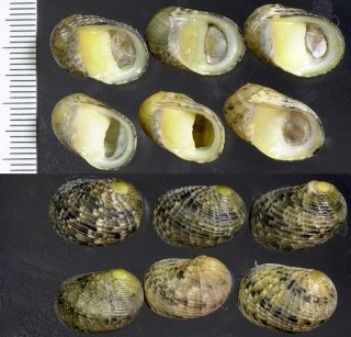 リュウキュウアマガイ Nerita insculpta small