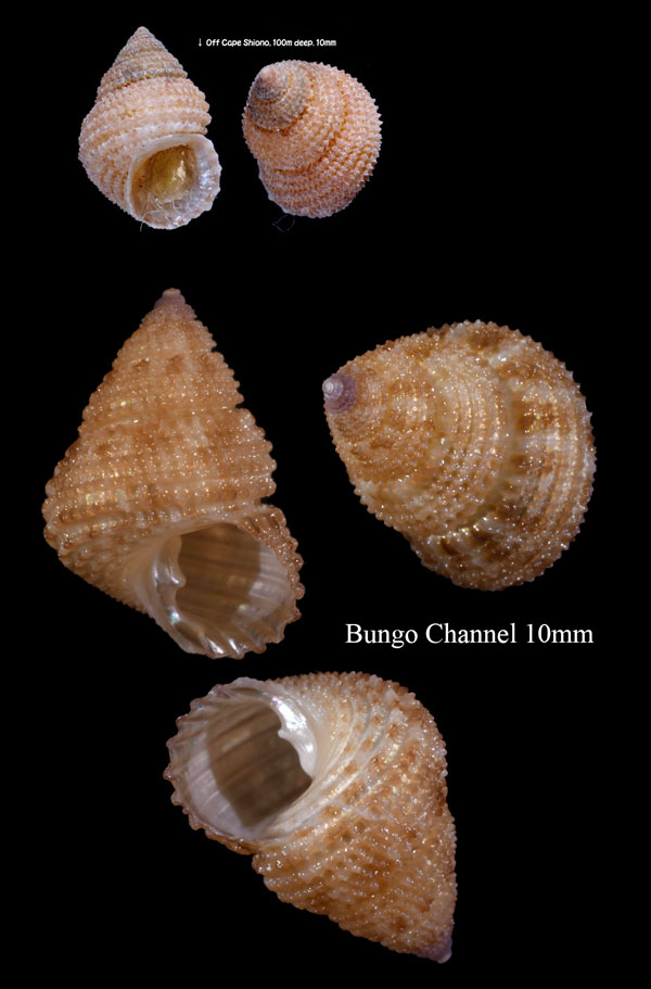 ビクシタダミ 魚篭細螺 Danilia weberi small