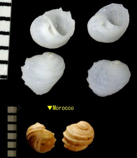 ホンヘソアキタマキビ Fossarus ambiguus small