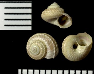 シタダミ類 北海道未詳 Margarites sp. small