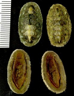 オオアヤケハダヒザラ Acanthochitona fascicularis small