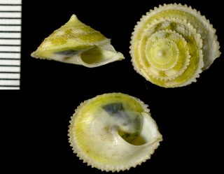 トーレハグルマヤマキサゴ Priotrochatella torrei small
