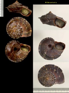 ワモンヒロクチヤマタマキビ Tropidophora deburghiae small