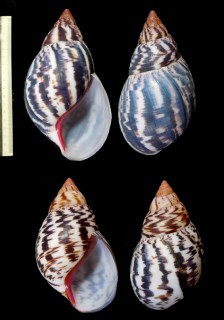 メノウアフリカマイマイ Achatina achatina small