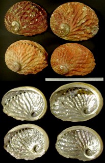アカアワビ Haliotis rubra small