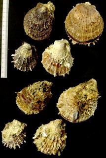 ヤブスマウミギク Spondylus multimuricatus small
