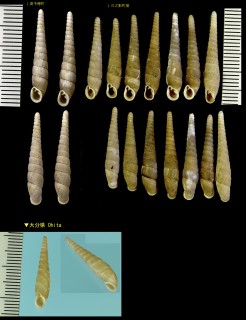 タケノコギセル Mesophaedusa elongata small