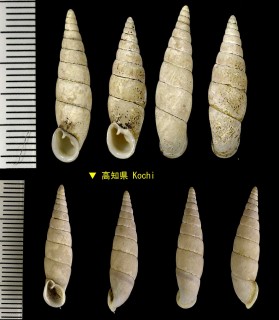 シマケルギセル Pinguiphaedusa schmackerii small