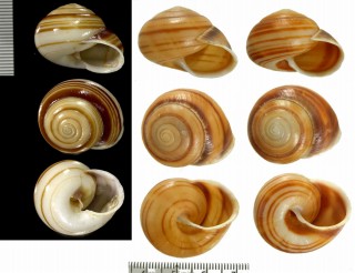 オカシマイマイ Figuladra mattea small